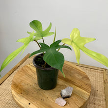 Load image into Gallery viewer, philodendron florida ghost