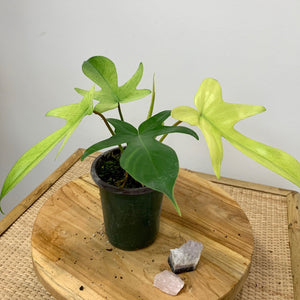 philodendron florida ghost