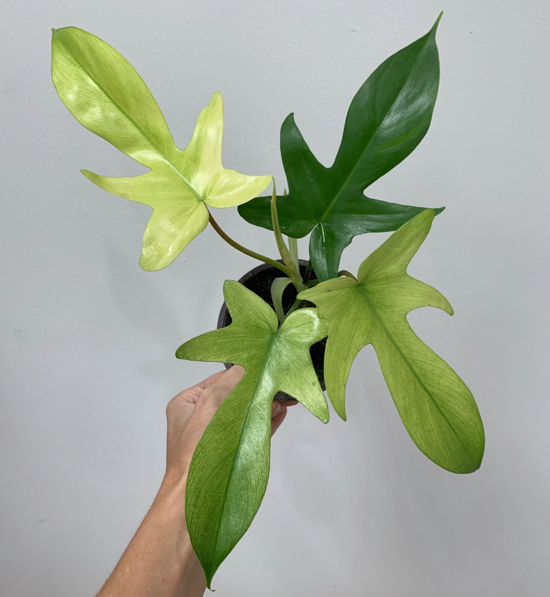 philodendron florida ghost vs mint Philodendron Florida Ghost – Outside In