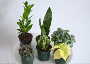 houseplant starter kit with 6 plants
