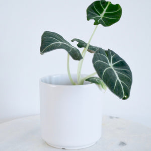 5" white planter with classic cylinder shape