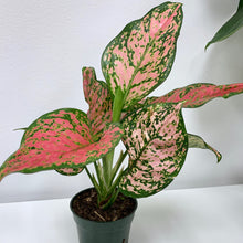 Load image into Gallery viewer, Aglaonema Pink &#39;Ruby Ray&#39; - 4 Inch