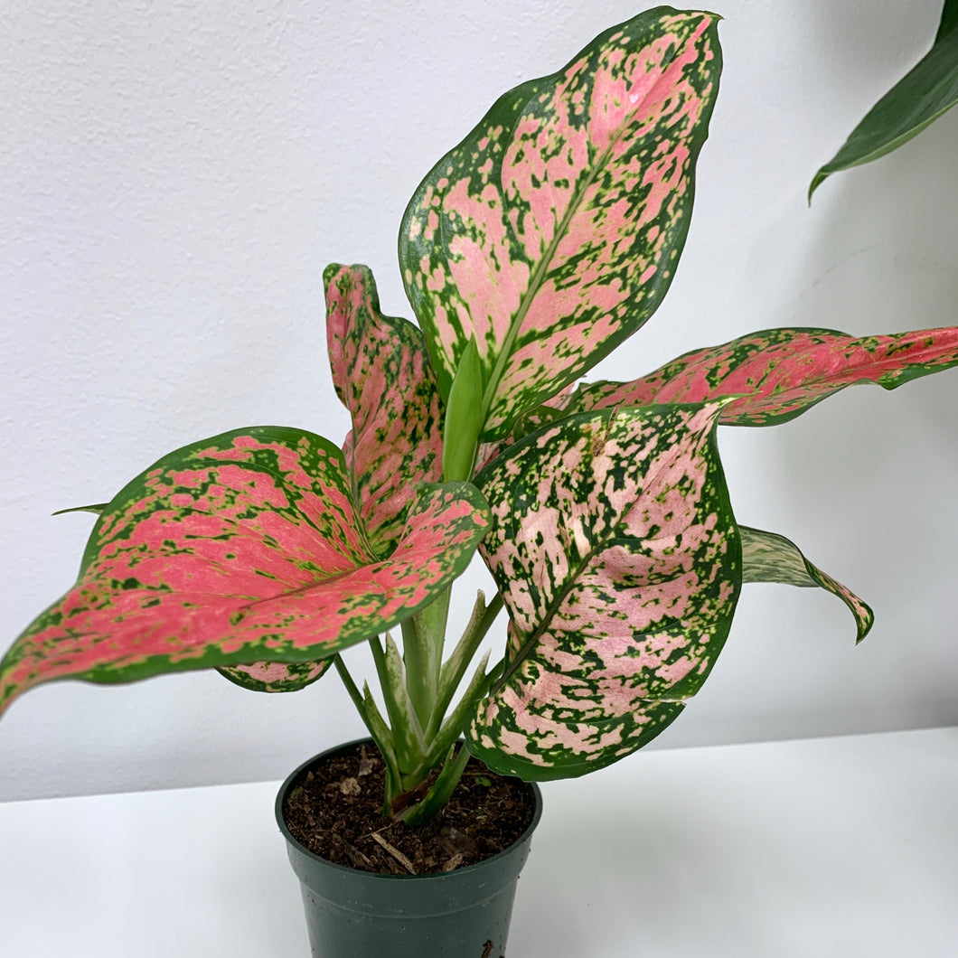 aglaonema roebelenii Aglaonema ‘Ruby Ray’ 4"