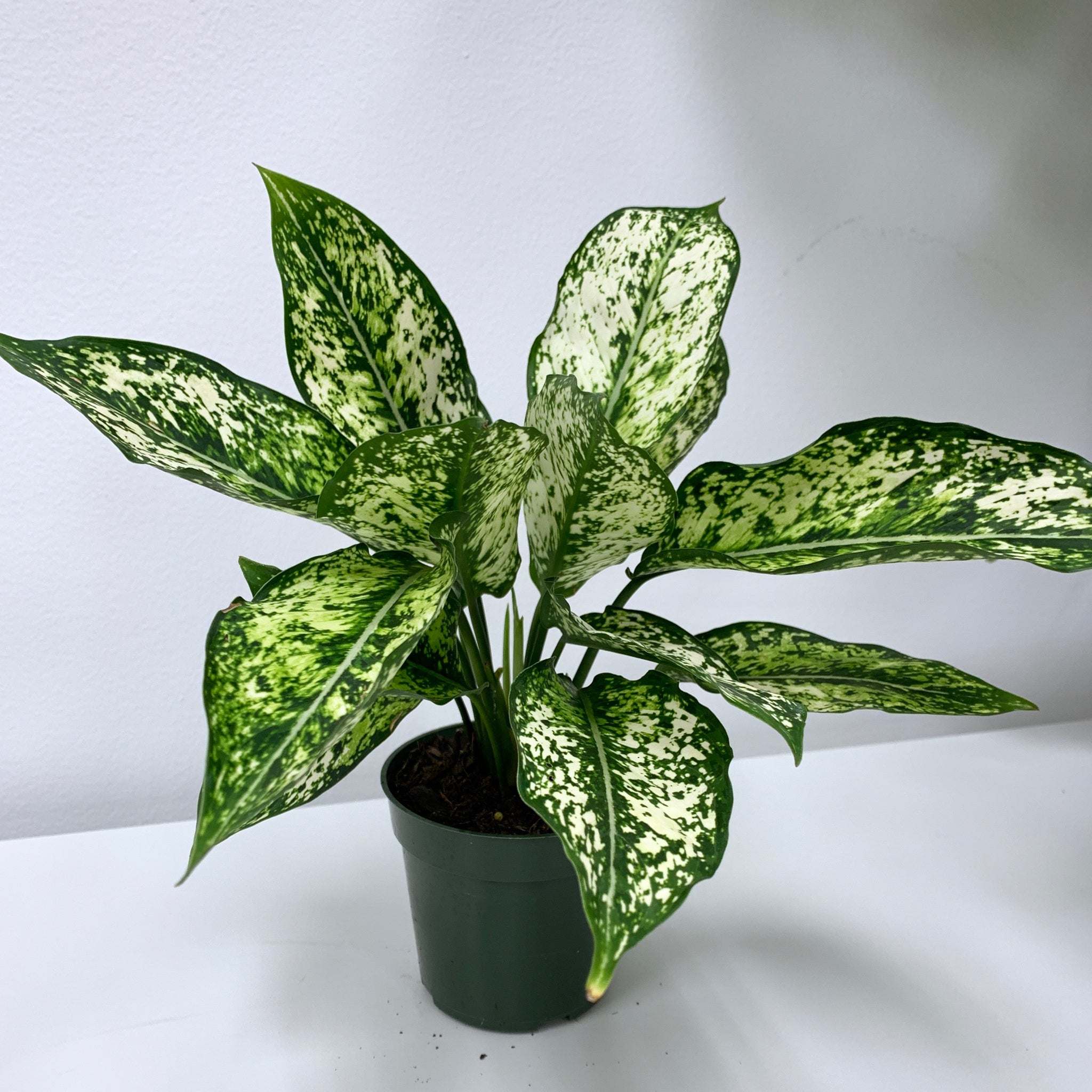 aglaonema vittatum Aglaonema White 'Wintry Winehouse'