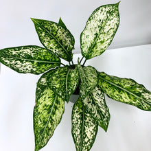Load image into Gallery viewer, Aglaonema White &#39;Wintry Winehouse&#39; - 4 Inch