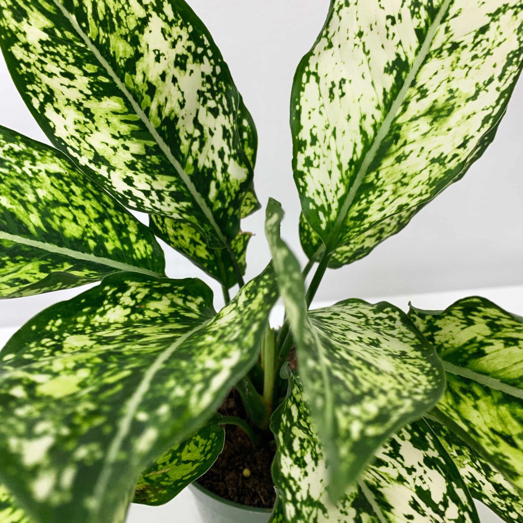 aglaonema cvece Aglaonema White 'Wintry Winehouse'