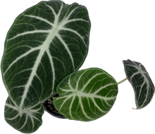 Load image into Gallery viewer, velvet plant leaves