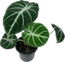 Load image into Gallery viewer, alocasia ninja 4 inch plant