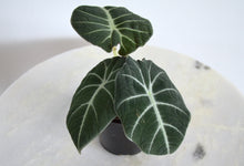 Load image into Gallery viewer, alocasia black velvet rare indoor plant