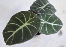 Load image into Gallery viewer, dark green arrowhead shaped leaves on houseplant