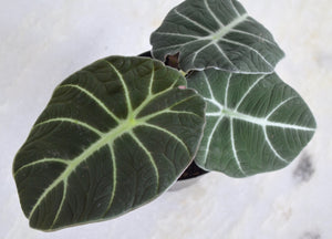 dark green arrowhead shaped leaves on houseplant
