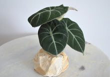 Load image into Gallery viewer, alocasia black velvet houseplant