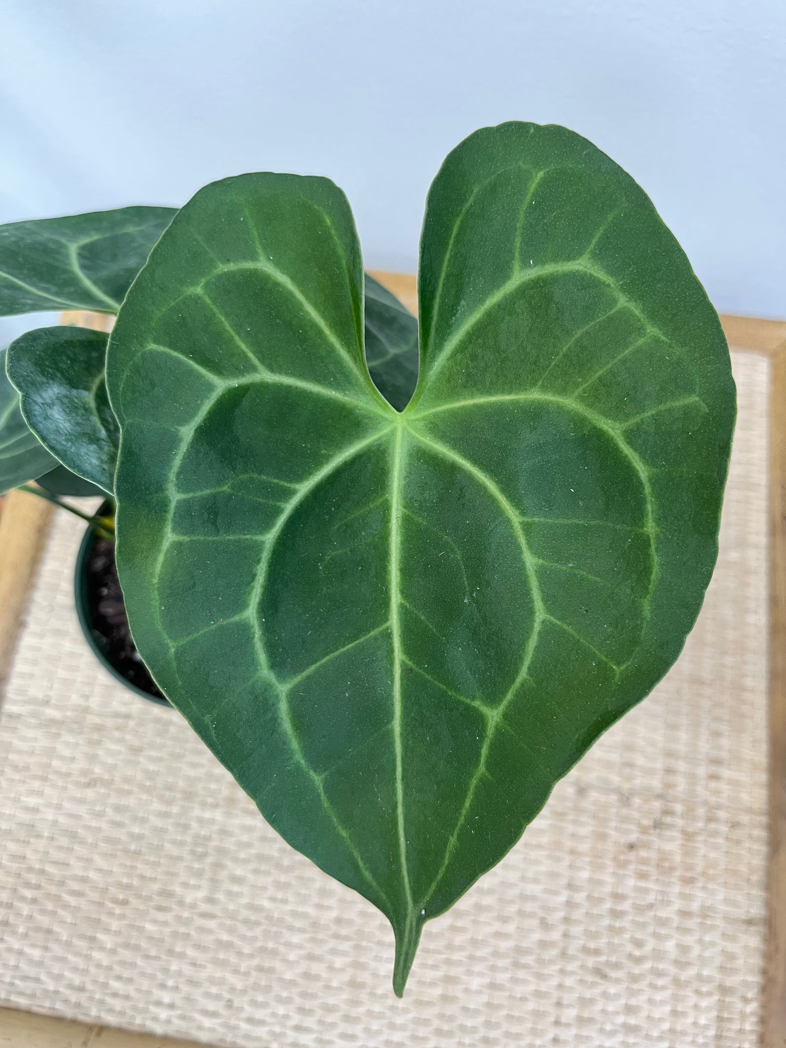 anthurium outside Anthurium Pterodactyl