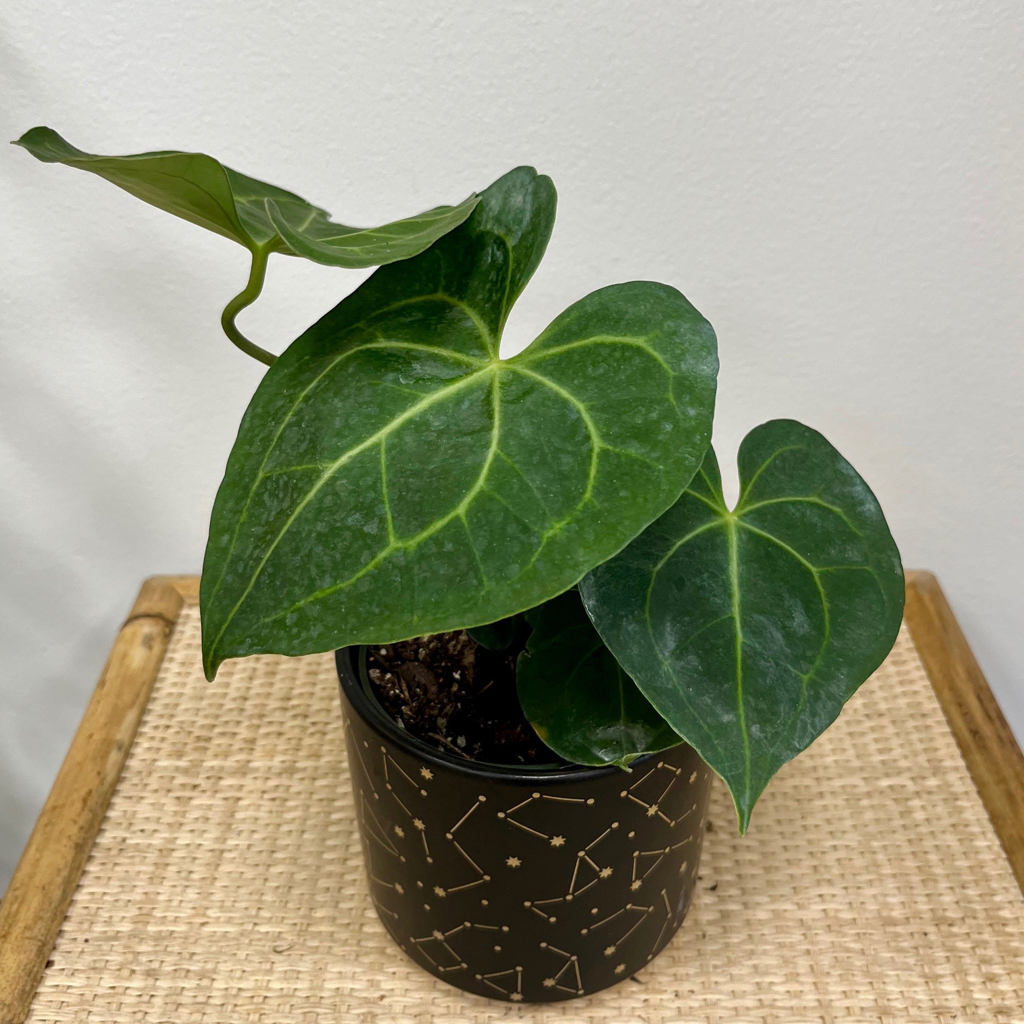 anthurium pterodactyl hybrid Anthurium Pterodactyl