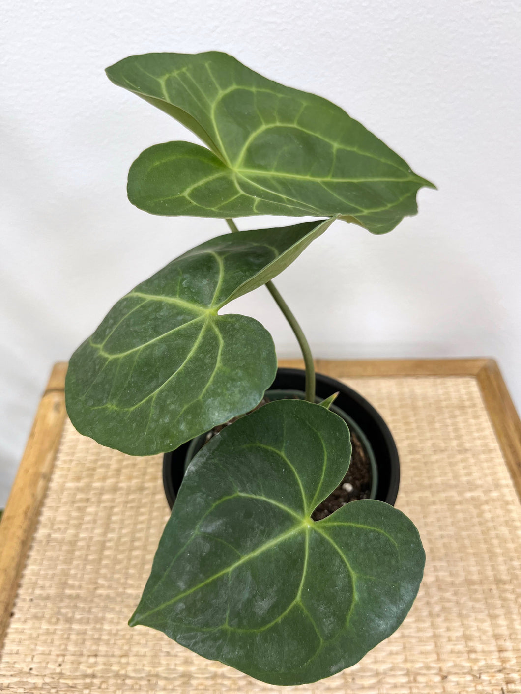 anthurium prodactyl Anthurium Pterodactyl