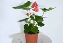 Load image into Gallery viewer, 6 inch red blooming indoor plant