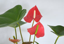 Load image into Gallery viewer, closeup bright red anthurium houseplant flower
