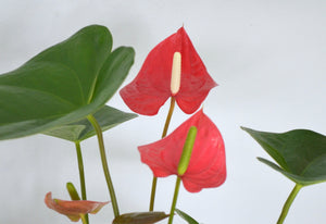 closeup bright red anthurium houseplant flower
