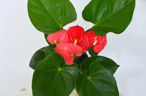 red anthurium foliage
