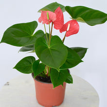 Load image into Gallery viewer, red blooms on lush houseplant