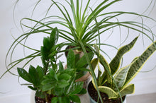 Load image into Gallery viewer, group of 6&quot; indoor plants