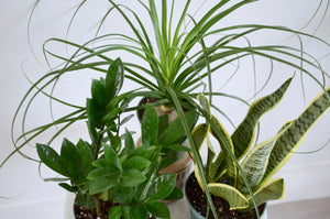 group of 6" indoor plants