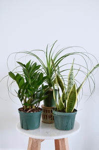 zz plant, snake plant, and ponytail palm