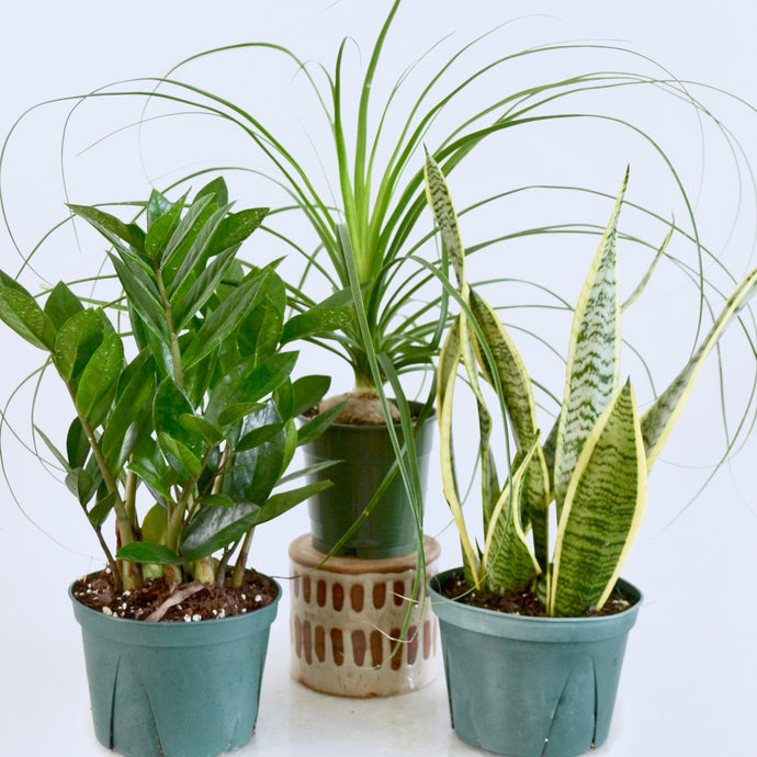 trio of beginner plants