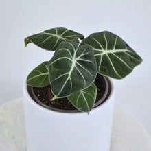 Load image into Gallery viewer, alocasia black velvet 6 inch