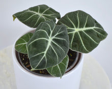 Load image into Gallery viewer, black velvet houseplant 6 inch