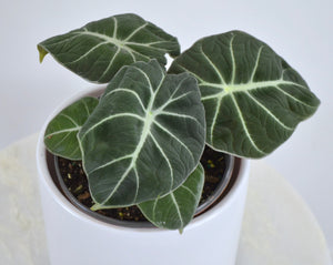 black velvet houseplant 6 inch