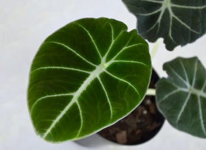 velvet textured houseplant leaf