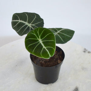 alocasia black velvet houseplant