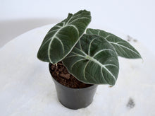 Load image into Gallery viewer, alocasia black velvet 4 inch plant