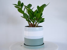 Load image into Gallery viewer, Blue Green Pot with ZZ plant