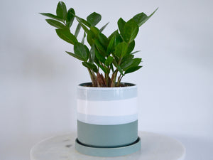Blue Green Pot with ZZ plant