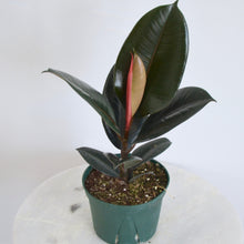 Load image into Gallery viewer, Ficus Burgundy Houseplant