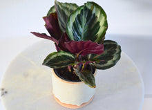 Load image into Gallery viewer, calathea medallion