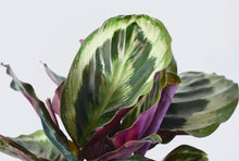 Load image into Gallery viewer, calathea medallion foliage