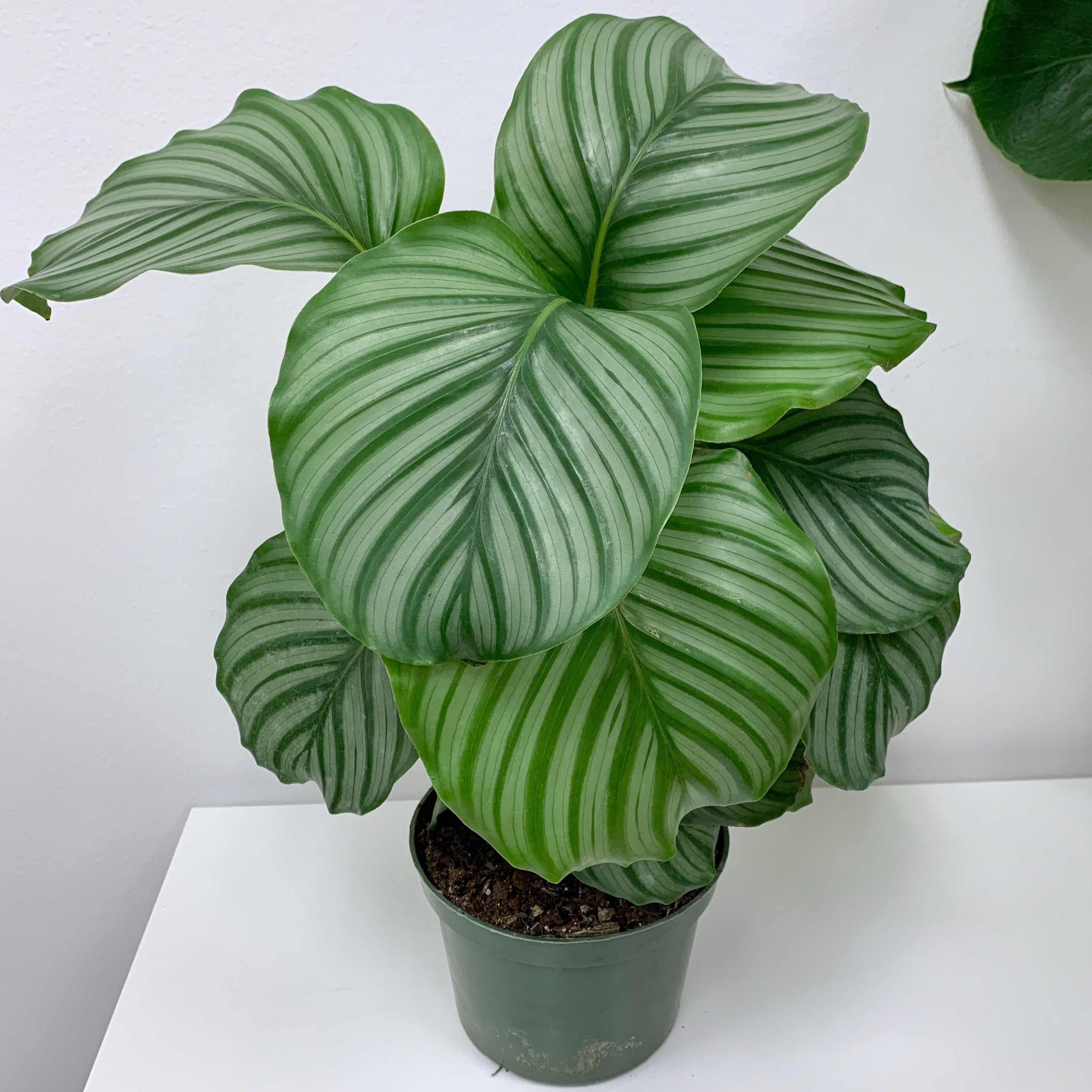 Calathea Orbifolia - 6 Inch | Pet-Friendly Plants