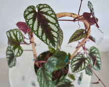 Load image into Gallery viewer, rex begonia vine plant