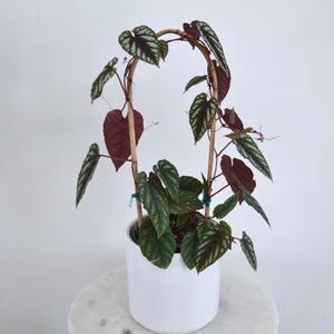 potted cissus discolor plant