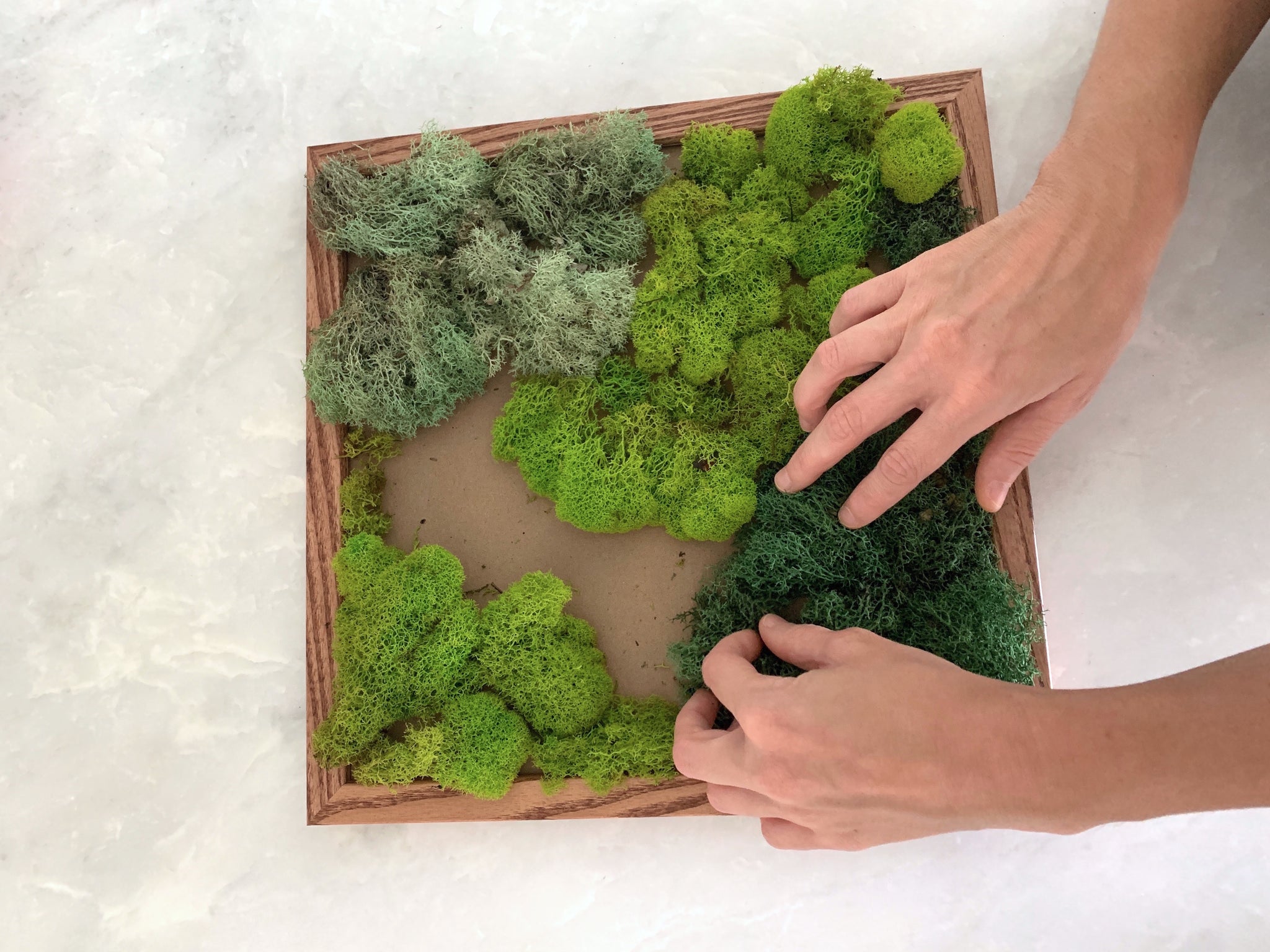 DIY Moss Wall Art Frame Kit – NaturelyBox