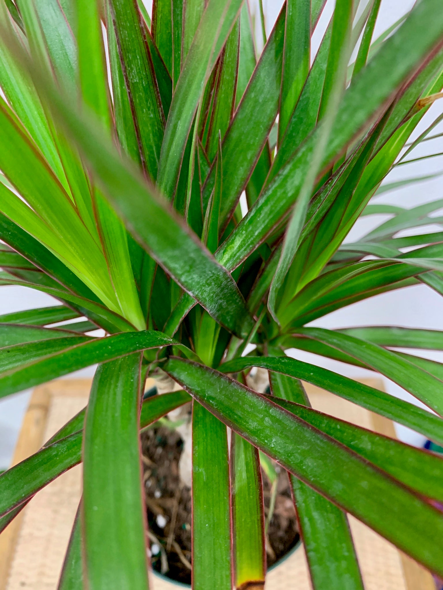 can you put dracaena marginata outside Dracaena Marginata Braid
