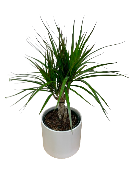 dracena palma Dracaena Marginata Braid
