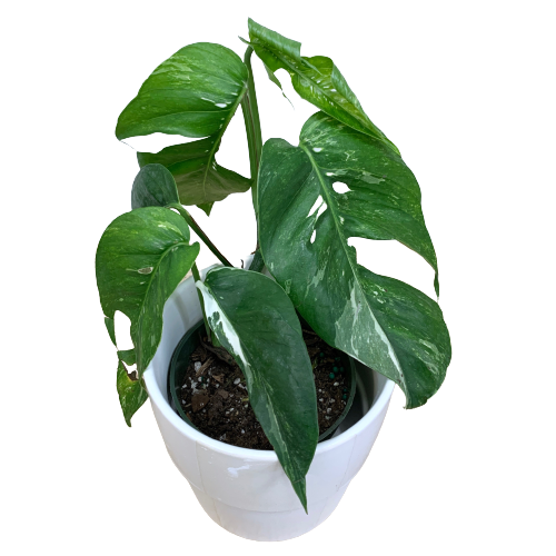 Epipremnum pinnatum albo variegata - Nusaplant