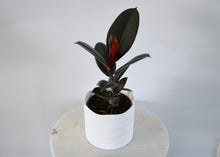 Load image into Gallery viewer, Ficus elastica Burgundy