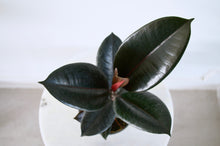 Load image into Gallery viewer, Dark green foliage on Rubber Plant