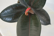 Load image into Gallery viewer, Ficus elastica houseplant