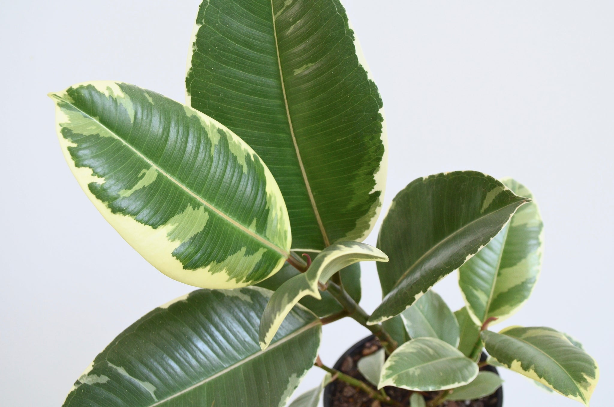Ficus Tineke, Variegated Rubber Plant